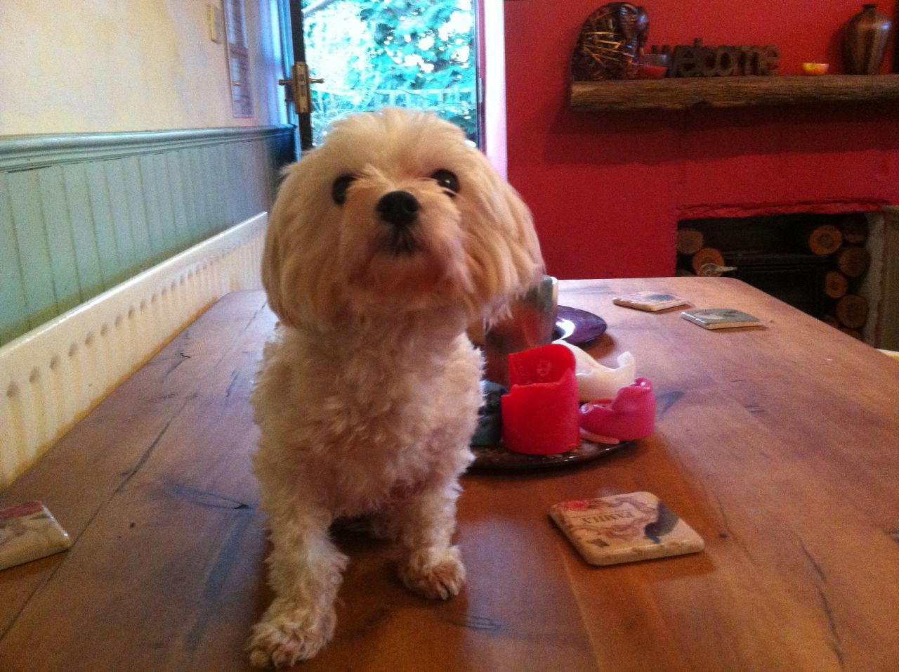 Gorgeous Litter Of 6 K.c Registered Maltese