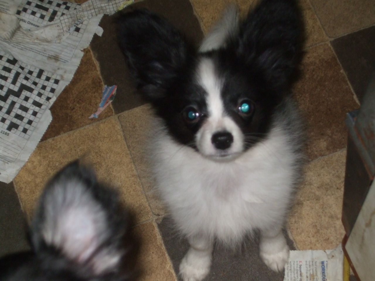 Gorgeous Litter Of  Kc Registered Papillon