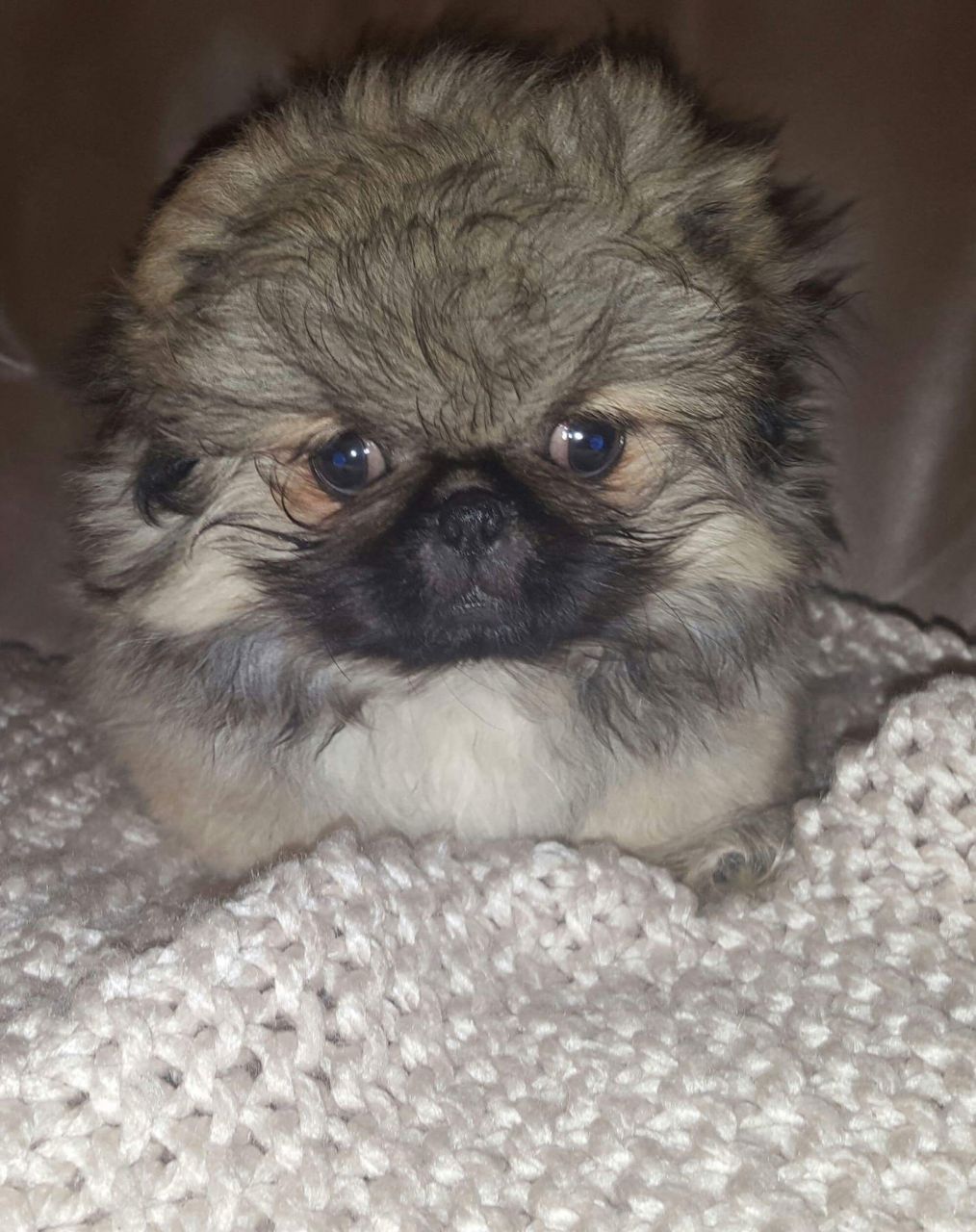 Gorgeous Sleeve Pekingese Puppies