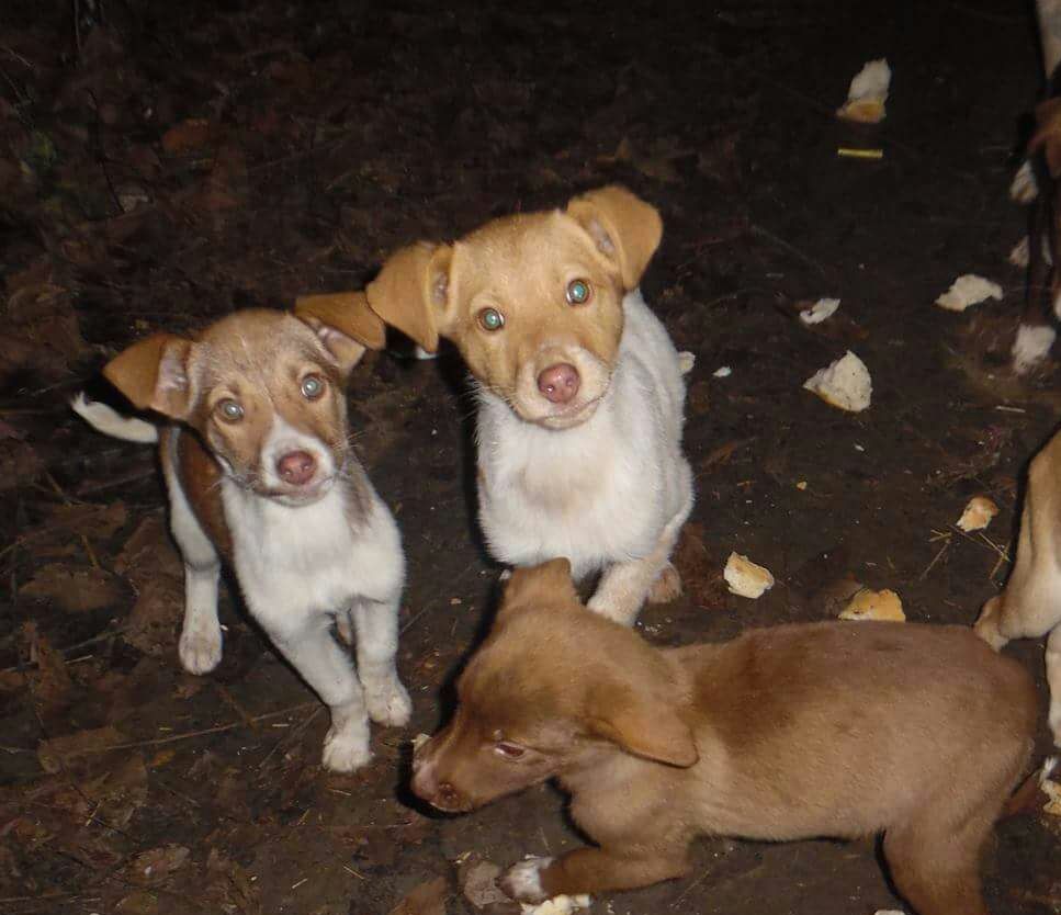 Adorable Pointer Puppies Need Forever Homes