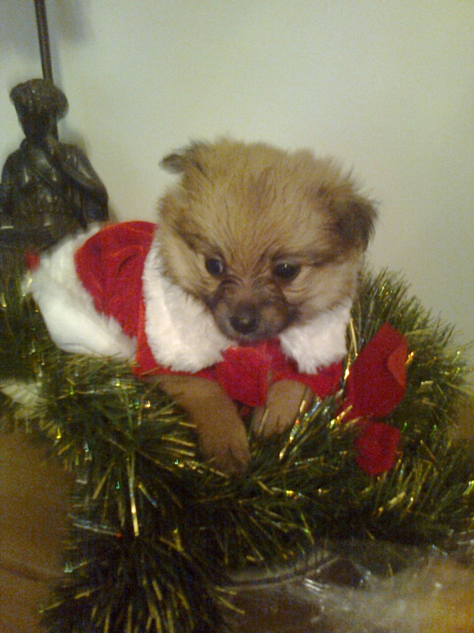 Adorable Pomeranian Puppies Need Forever Homes This X mass