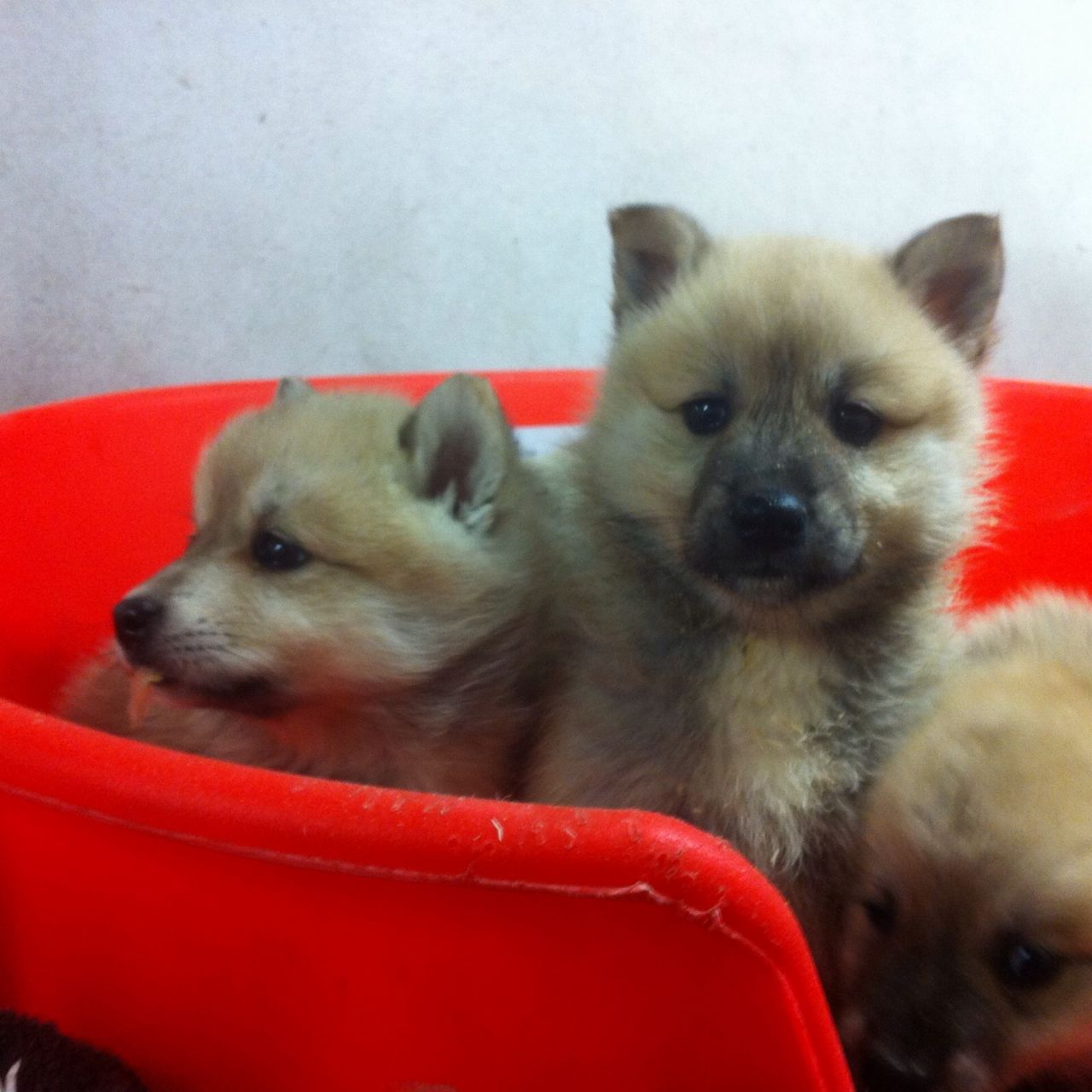 Adorable Beautiful Pomsky This X mass