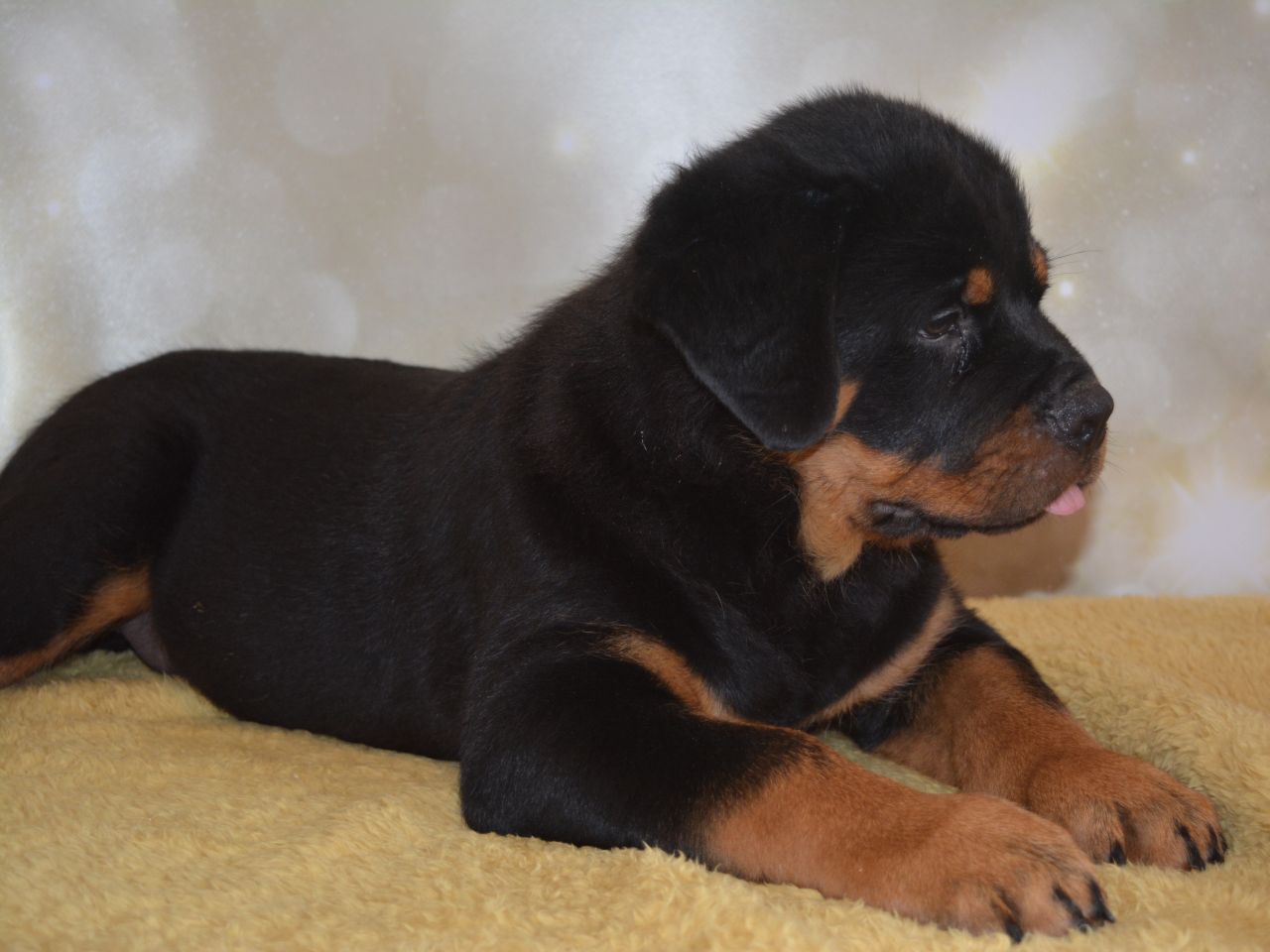 Massive & Solid Rottweiler Pups Kc Registered