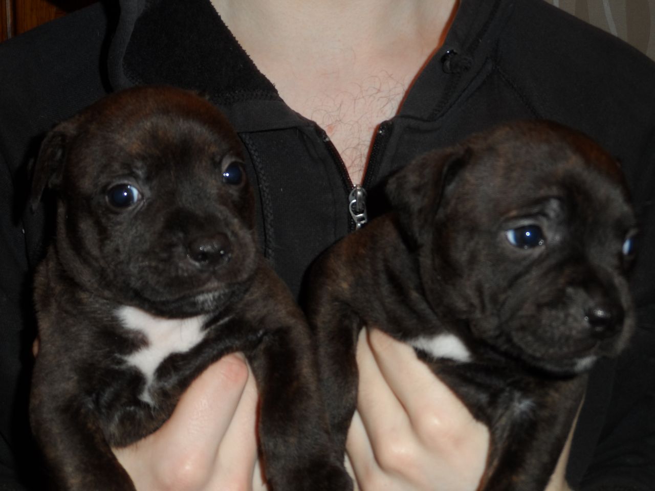 Staffordshire Bull Terrier Puppies For Sale