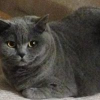 where buy British shorthair