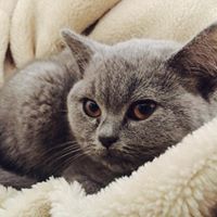 British shorthair official breeder register