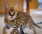 Key Characteristics:
<br>
<br>Size: 21-24 inches (53-60 cm) at the shoulder
<br>Weight: 18-40 pounds (8-18 kg)
<br>Coat: Golden-yellow with black spots and stripes
<br>Lifespan: 10-12 years in the wild, up to 20 years in captivity
<br>The serval’s long legs and large ears give it a significant advantage in hunting, allowing it to leap up to 10 feet in the air to catch birds and detect the slightest sounds of its prey. Its diet mainly consists of rodents, birds, insects, and small mammals. While solitary and primarily nocturnal, servals may also be active during the day, depending on the availability of food.
