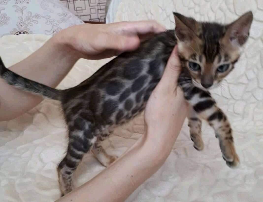 Bengal kittens ready for new homes