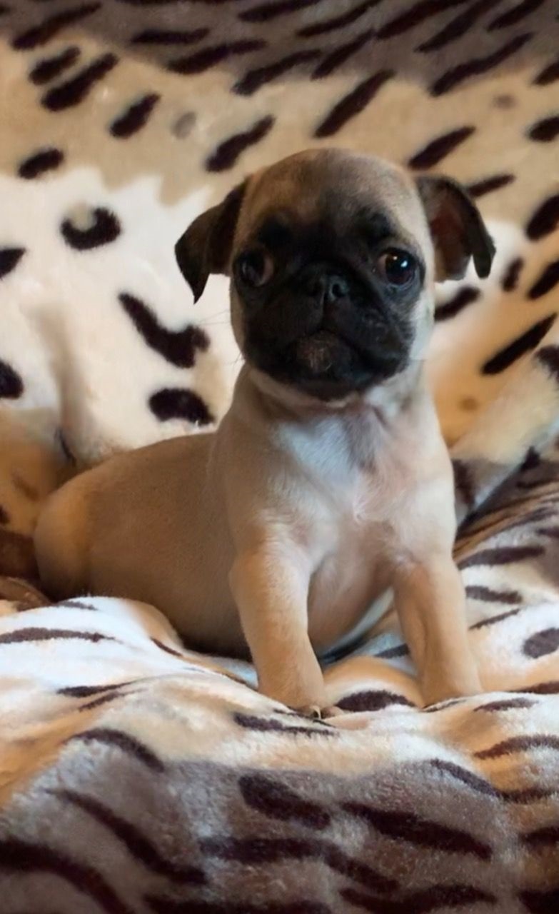 Lovely Pug puppies ready for new home.