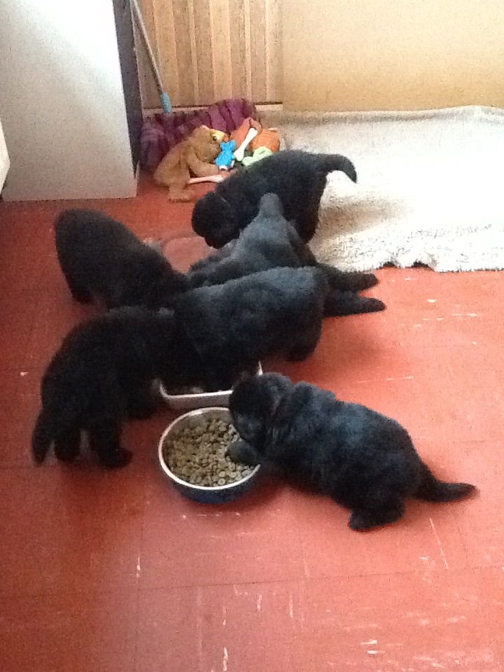 Pedigree Newfoundlands