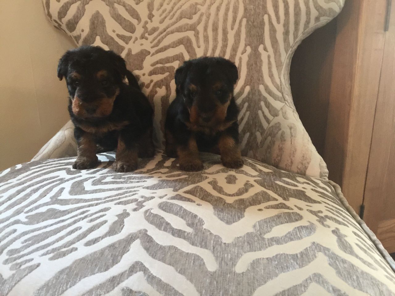 Welsh Terrier Puppies