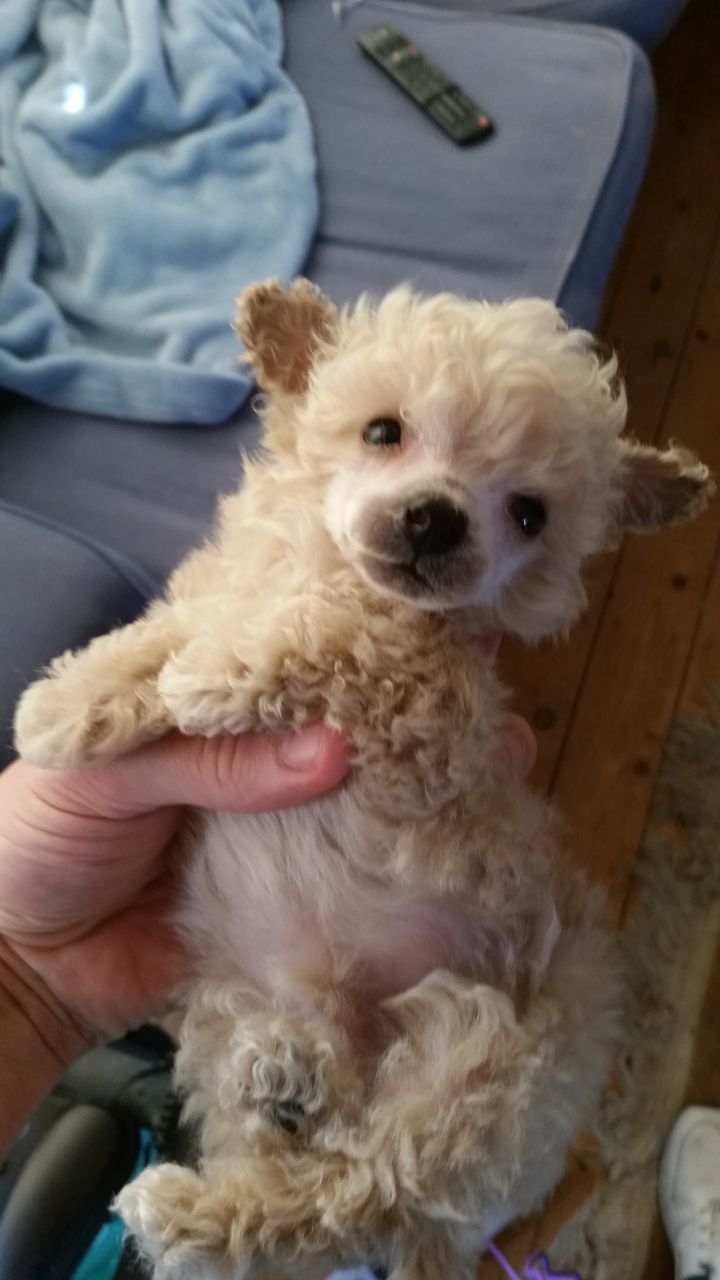 Toy Poodle For Sale