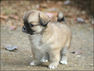 Beautiful Tibetan Spaniel Female