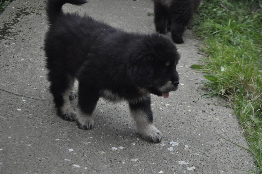 Two Stunning Tibetan Mastiff