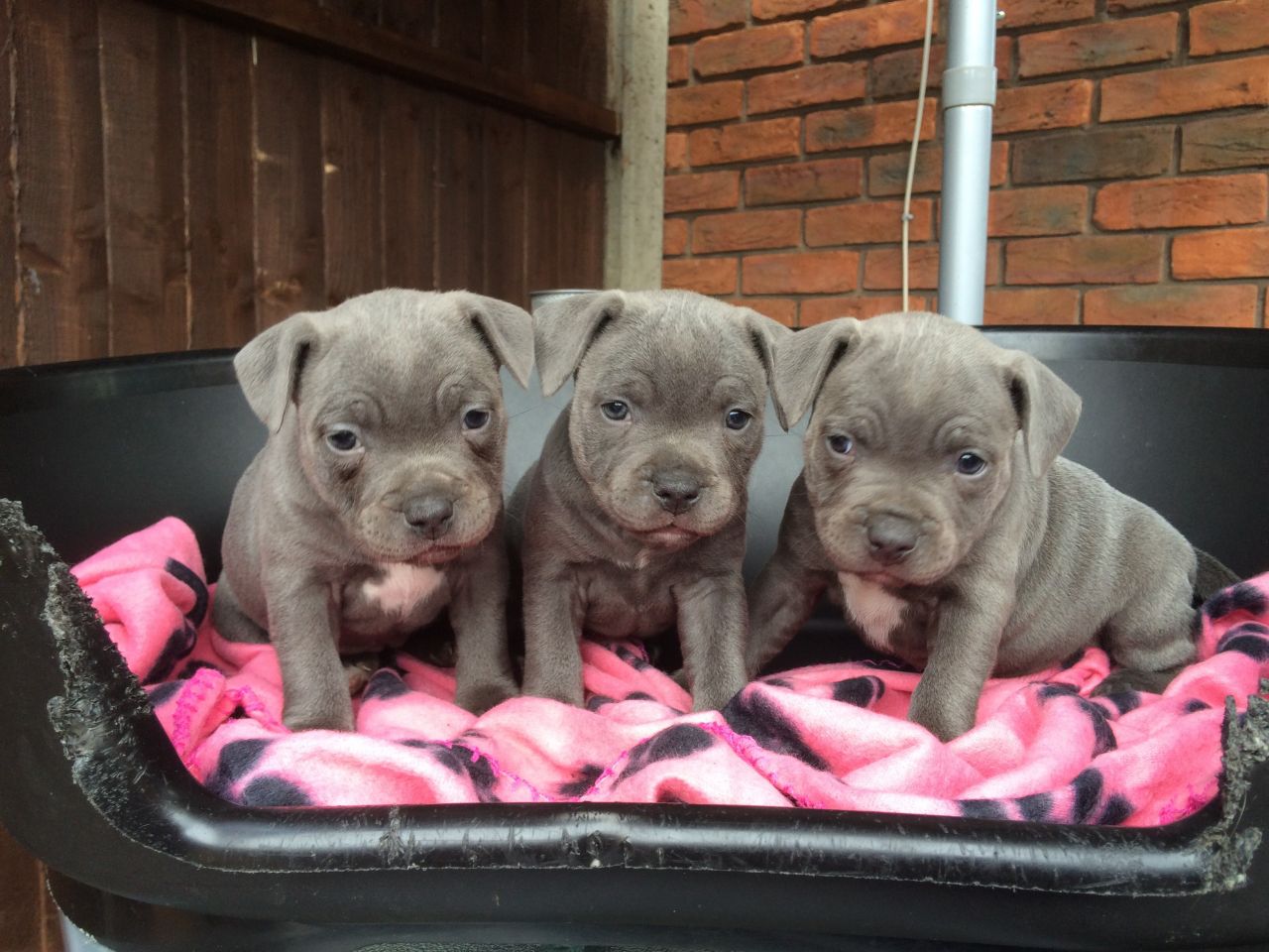 Lovely Blue Staffordshire Bull Terrier