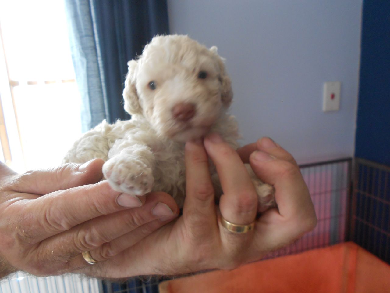 Spanish Water Dog Pups