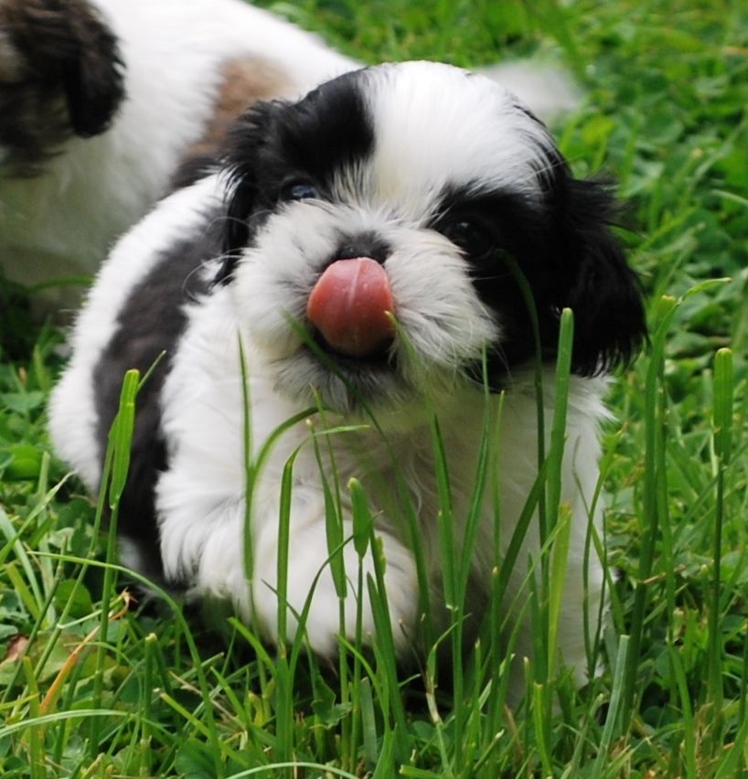 3 Pedigree Shih Tzu Pups For Sale