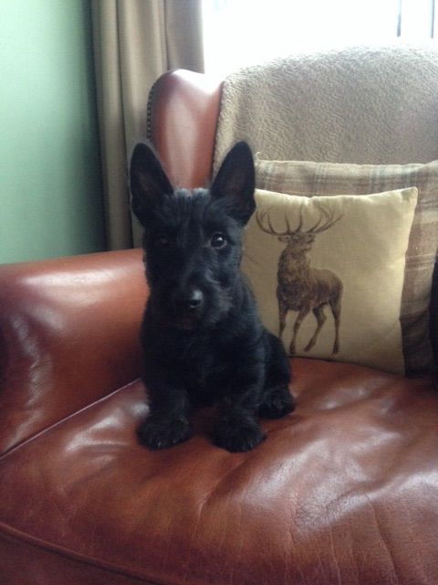 Kc Registered Scottish Terrier Puppy