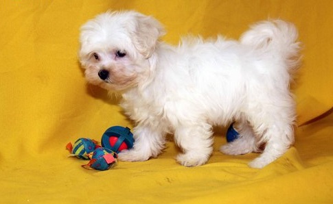 Adorable outstanding Maltese puppies