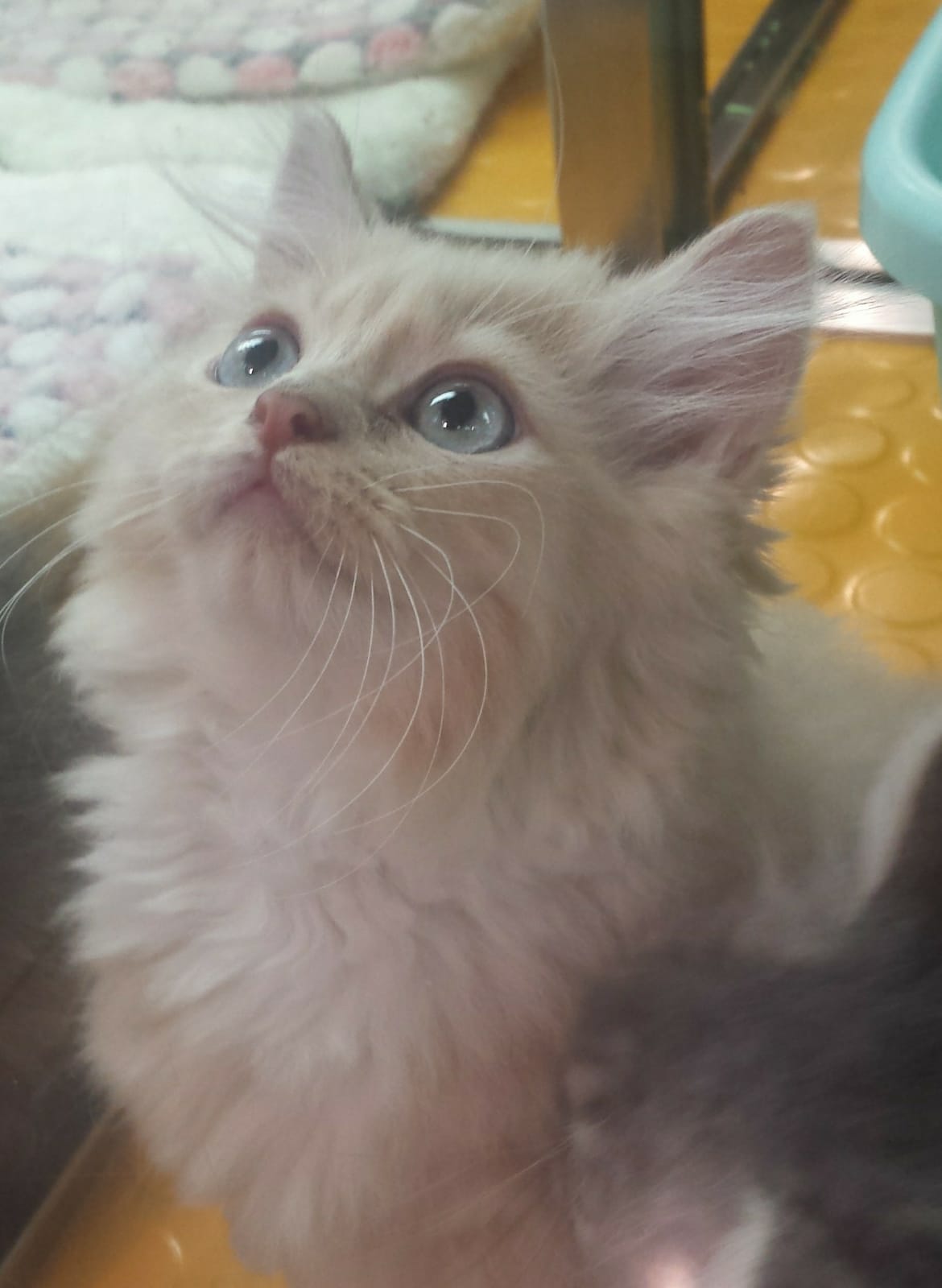 Norwegian Forest Kitten for Sale 