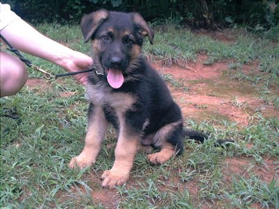 mignons et en bonne santé à la recherche chiots berger allemand