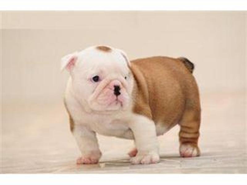 Cute English Bulldog Puppies