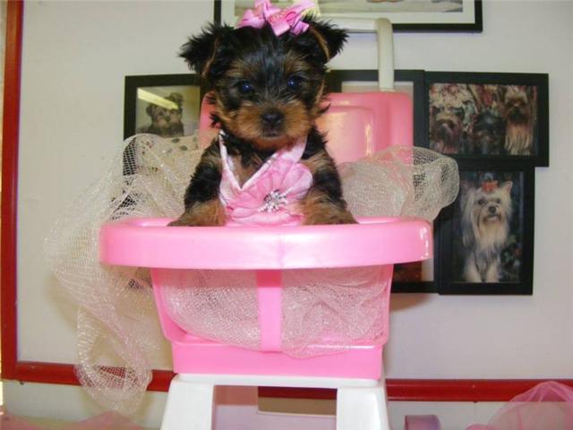 TOY YORKIE PUPPY!!