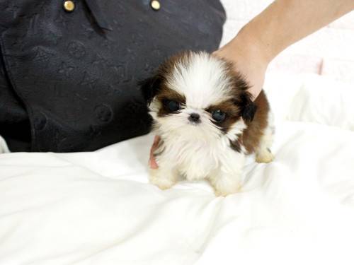 lovely shih tzu puppies for adoption