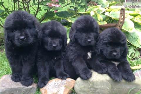 Newfoundland puppies