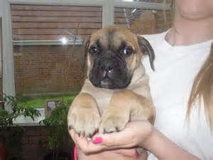 Bullmastiff puppies 