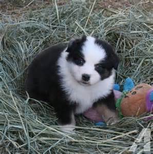 Australian shepherd pups