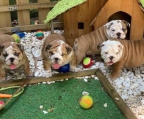 Bulky extremely stunning English and French bulldog puppies 