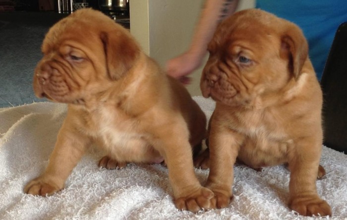 Weston Dogue de Bordeaux Puppies