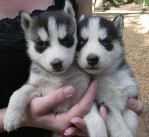 Healthy Siberian Husky Puppies