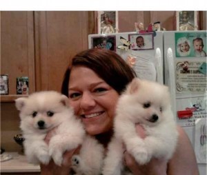 Adorable Pomeranian puppies 