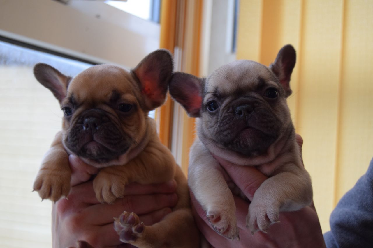 4 French Bulldog Puppies Available