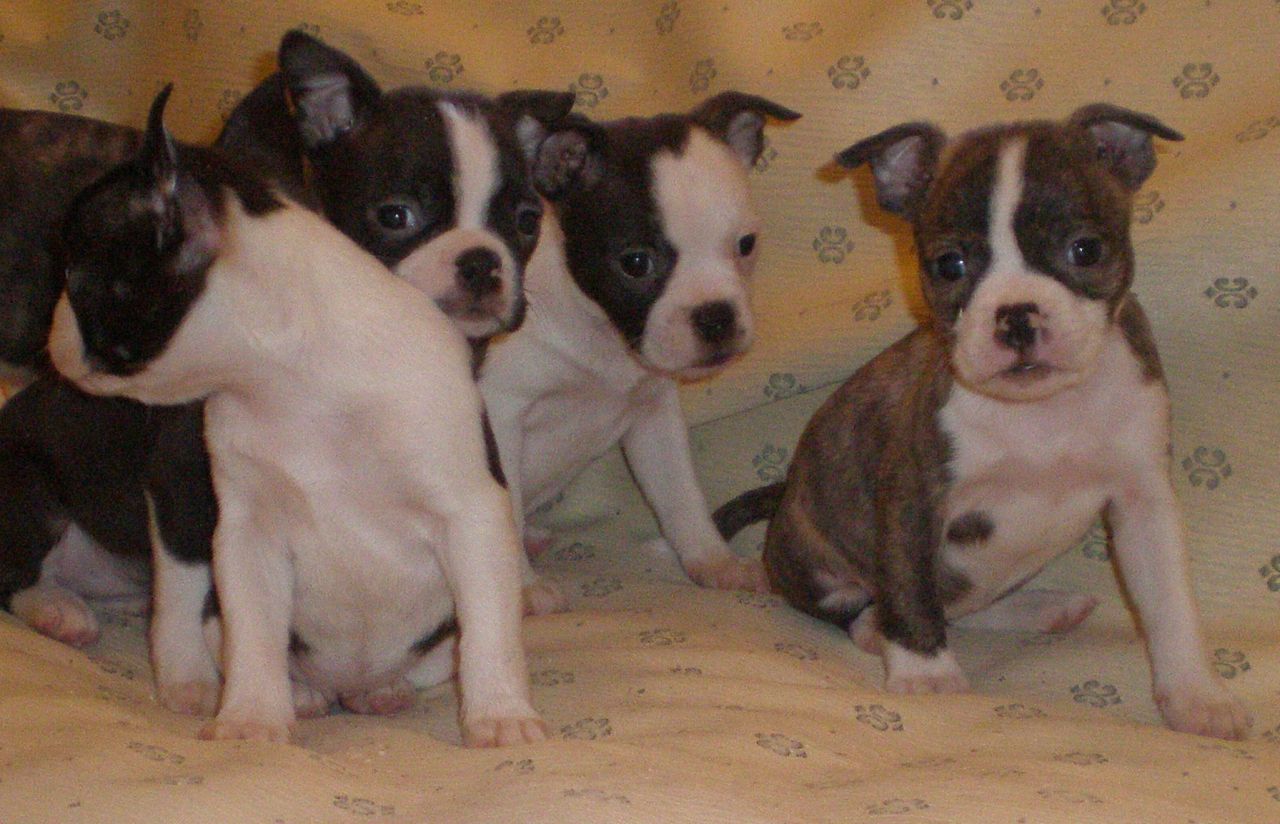 Happy Boston Terrier Puppies