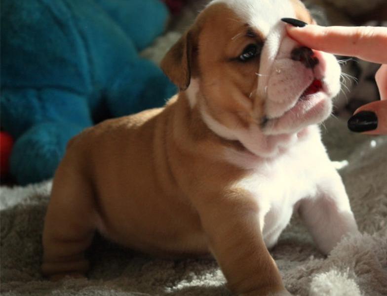 English Bulldogs for Adoption