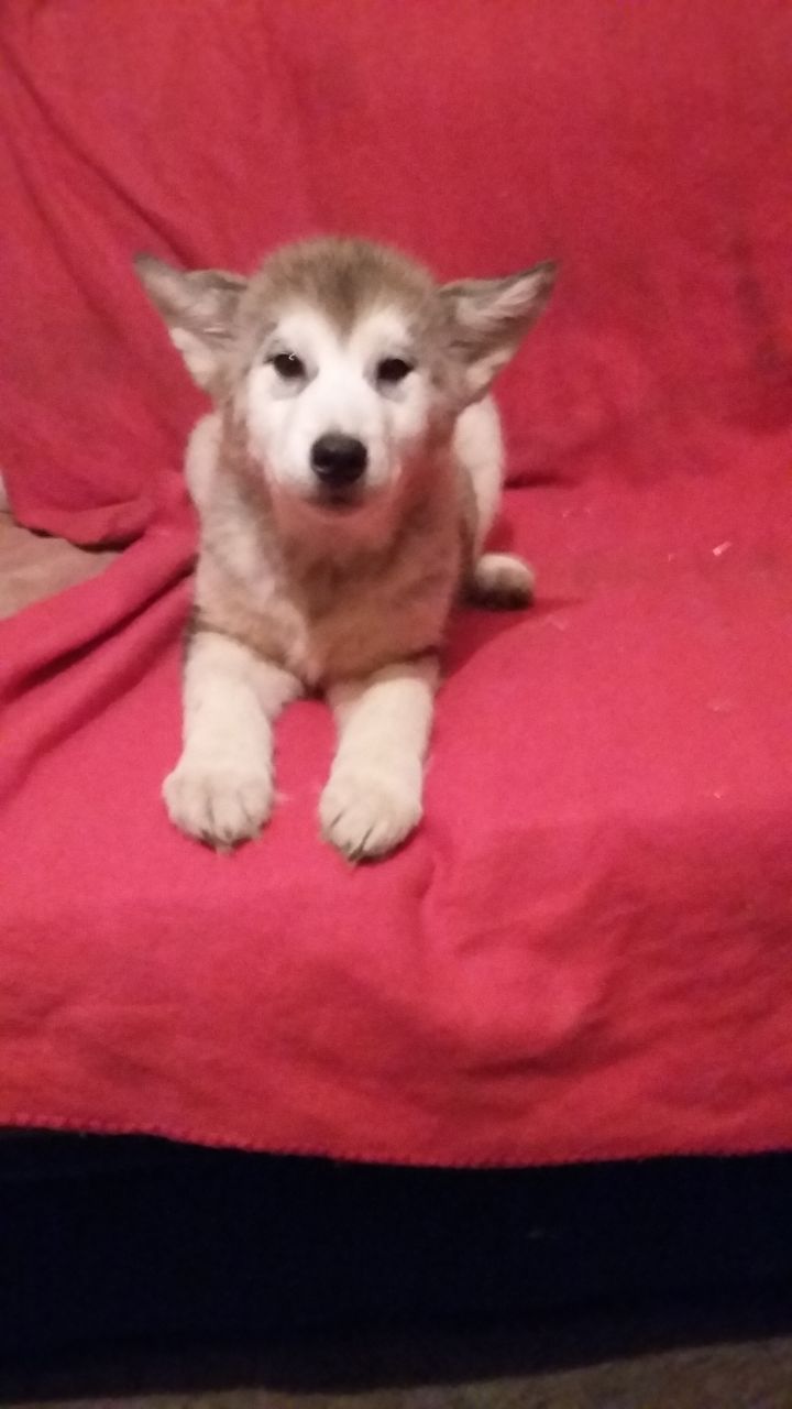 Stunning Alaskan Malamute Puppies