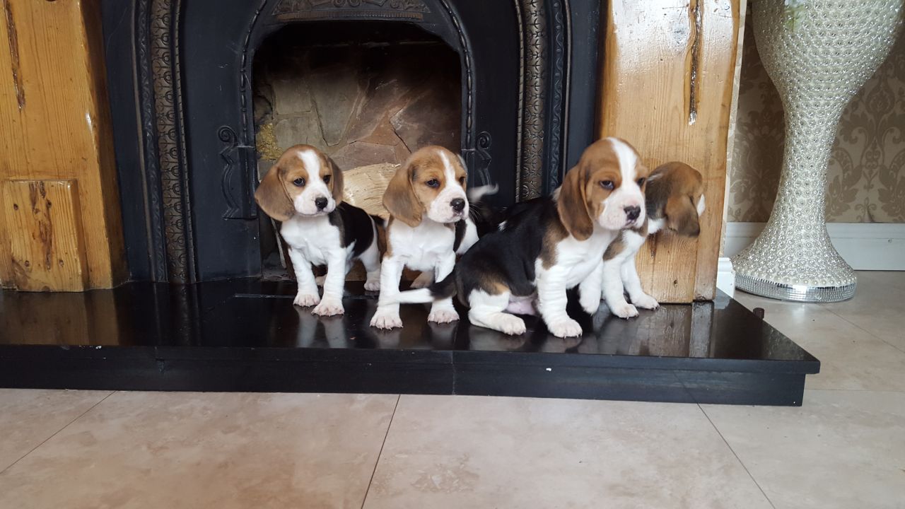 Pedigree Beagle Puppies Ready Now