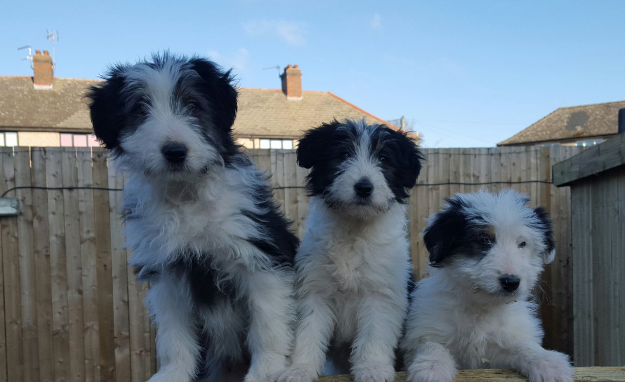 Pedigree Bearded Collies For Sale