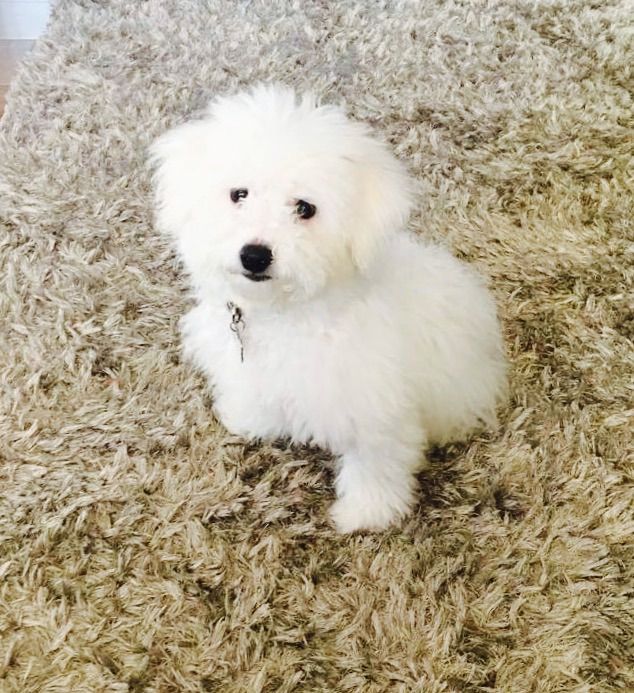 Beautiful Bichon Frise Pup