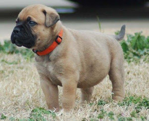 Pedigree Bullmastiffs For Sale