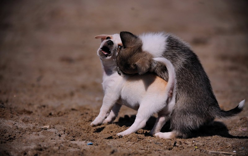 Tiny Tiny White Female Chihuahua Pups For Sale