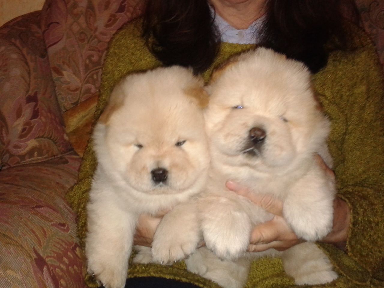 5 Chow Chow Puppies For Sale