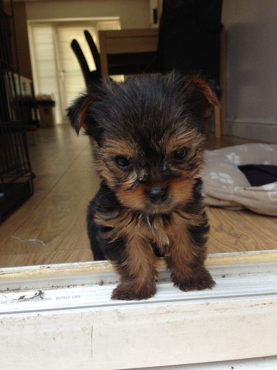 Yorkshire Terrier-miniture