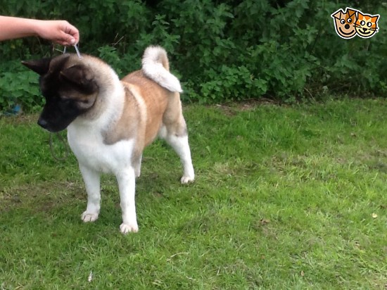  Chunky Kc Registered Akita Pups