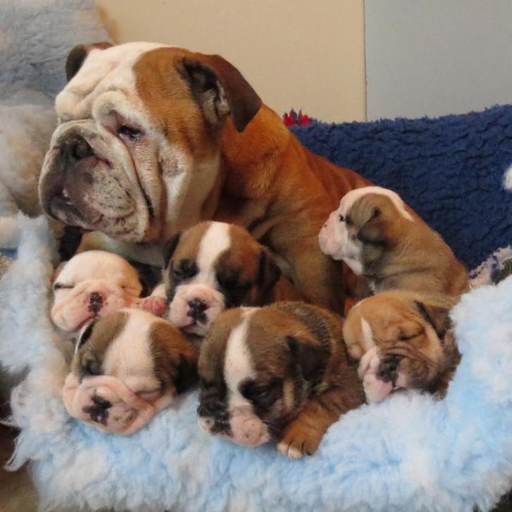 Precious male and female English bulldog puppies