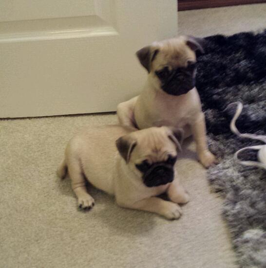 Registered pug Puppies