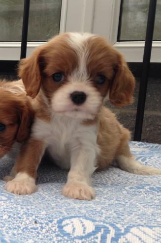 Beautiful Cavalier Kc Spaniel